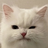 拖了个延