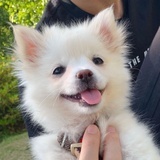 包子