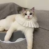 停格