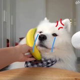 蒙古大夫