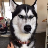 雁雁好潮·
