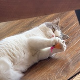 🐱