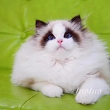 快乐的猫