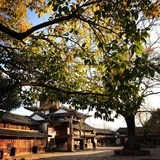 燕山鹿林