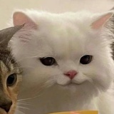 xiao
