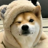尼莫