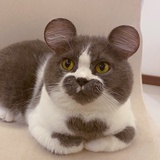 兔飞飞