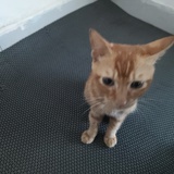 小橙何时能有猫