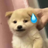香菜公主