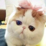 阳仔