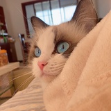 kiki