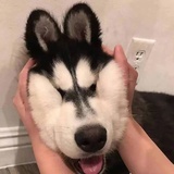 爆米花椒