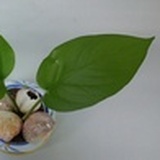 一麾