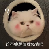 江停的媳妇茶