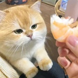 半倚深秋