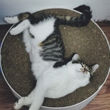 为了猫下载豆瓣