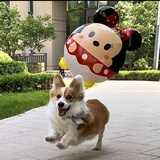 贾尼斯洛科