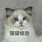 许愿掉秤二十斤