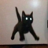 人间宠喵
