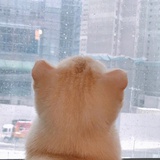 枯柴烈酒