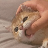 麦麦子