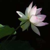 豆友216094712