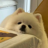 ō