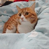 耰耰