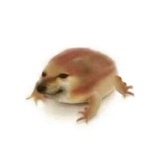 狗蛋蛋