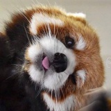 汤圆