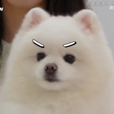 江湖骗子呀