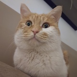 橘子味的喵sir