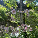 婷
