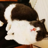 笨笨熊