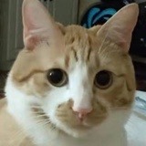唯爱秋葵