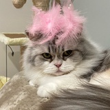 一口一个小瘦子