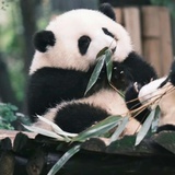 三岁的孩子