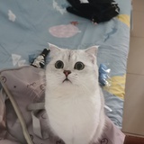 南拥夏栀