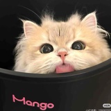 mooooooo