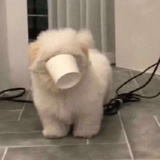 啊？啥呀