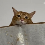 嘻嘻哈哈