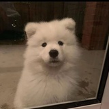 陆陆陆鱼