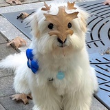 可爱狗子