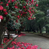 橘子糖