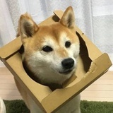 达拉崩吧