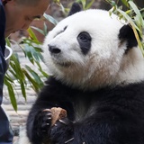 飞船与玫瑰星