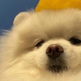 火锅加糖不加糖
