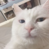 蒋两句