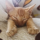 小太阳花🌻