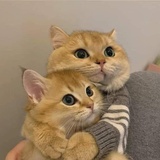 佛系磕